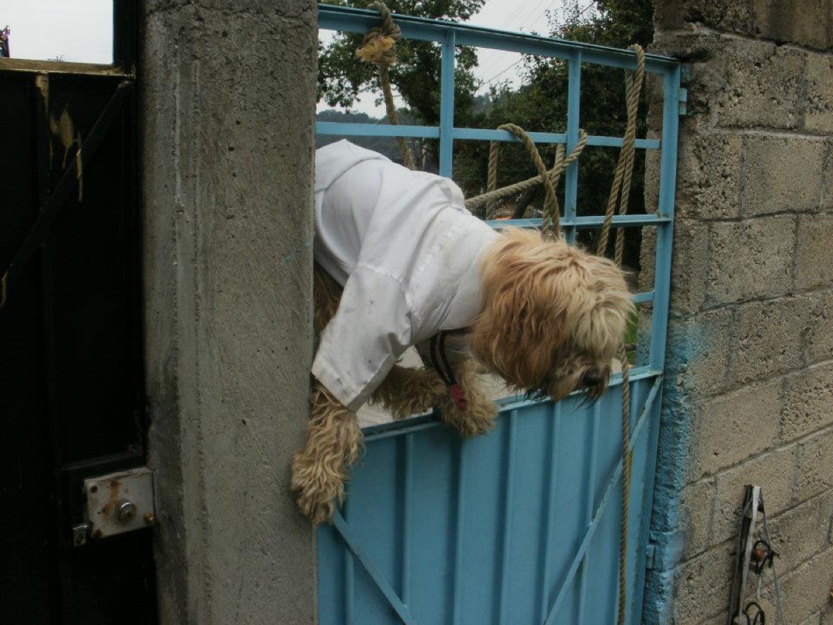 Monti after jumping through our window